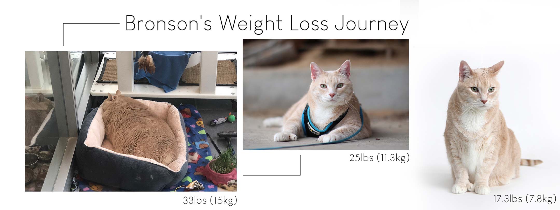 How to Get Cat to Lose Weight Cat Weight Loss Tips