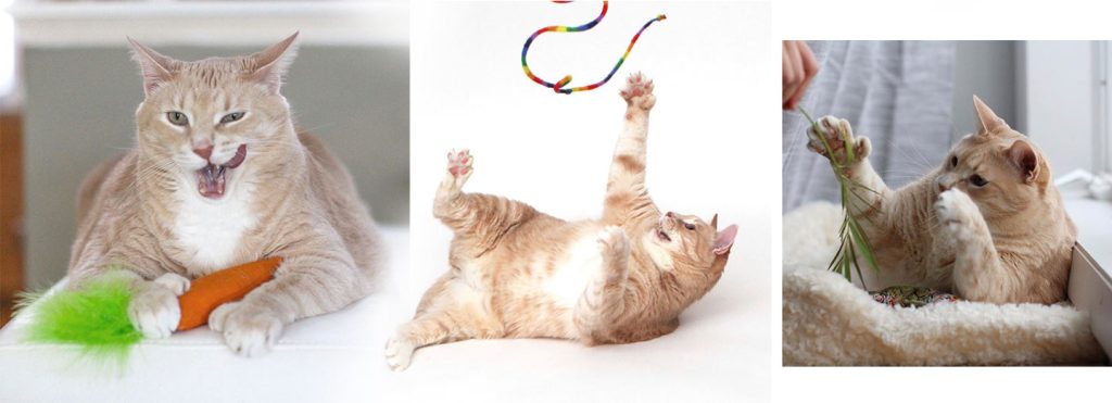 17 Best Cat Toys Your Kitties Will Love in 2024