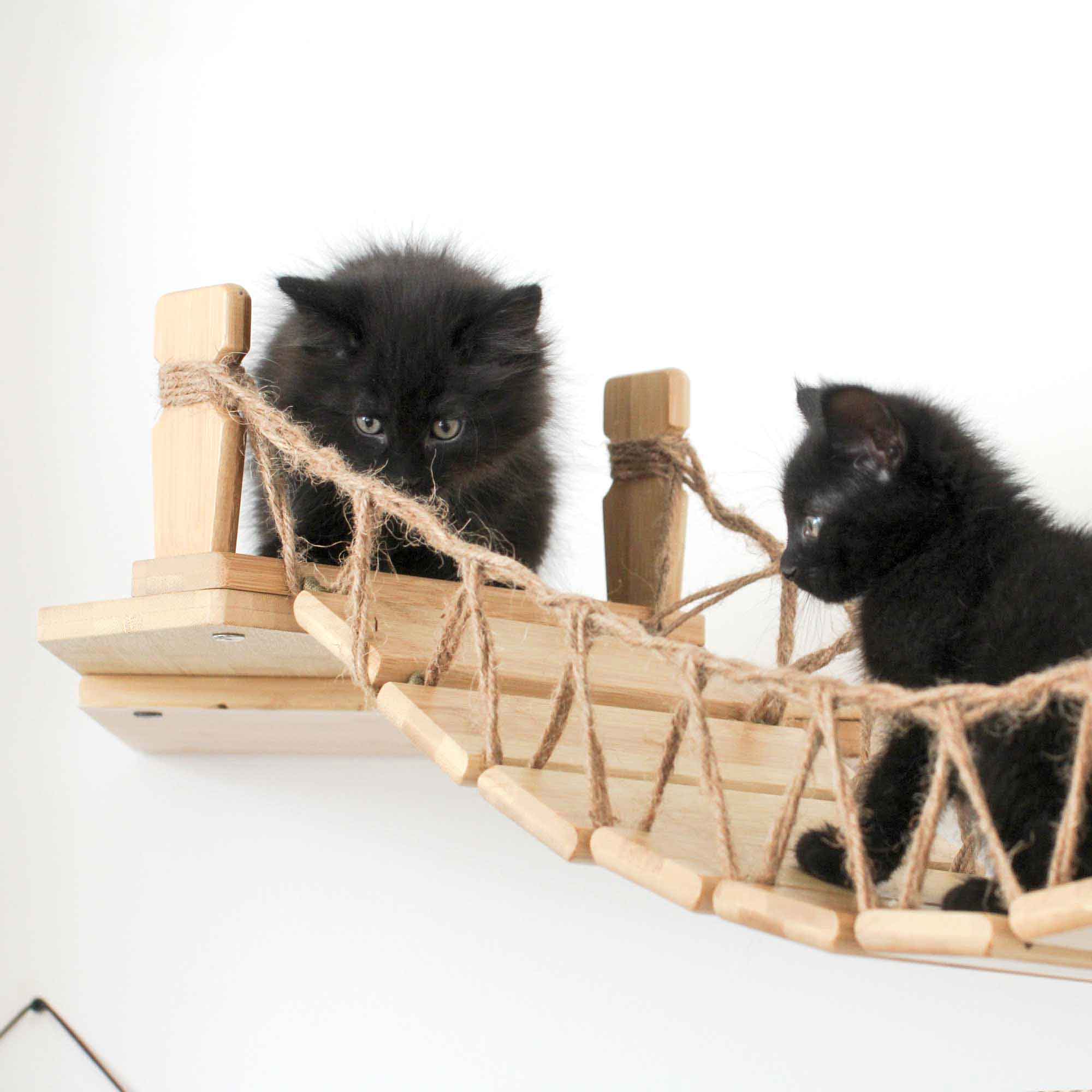 Indiana Jones Cat Bridge Catastrophic Creations