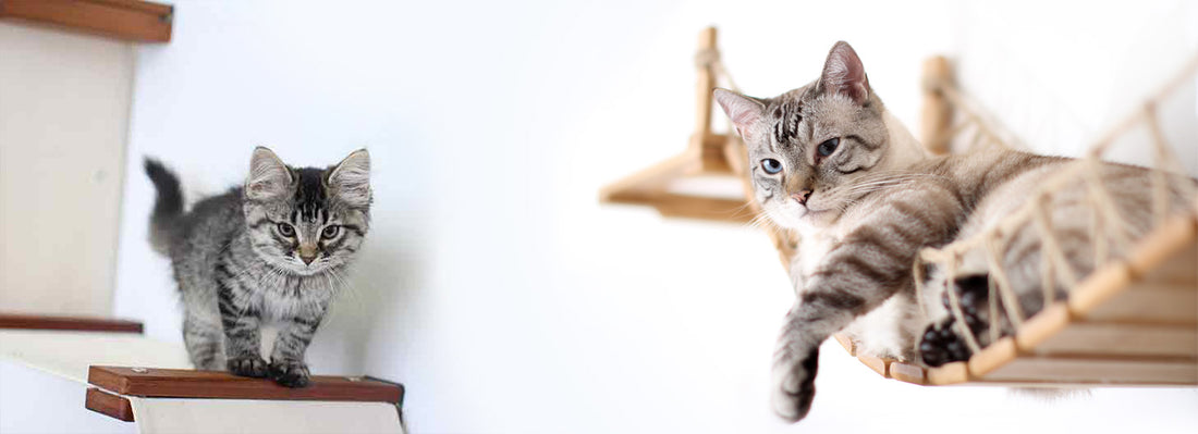 Feline Frolics: Decoding Your Cat's Quirky Antics