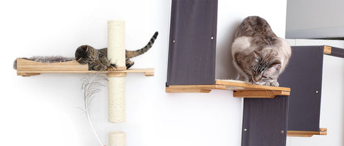 Cat Wall Climber Guide - How to Make a Cat Climbing Wall Your Cat Will Love