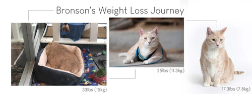 Cat weight best sale loss diet