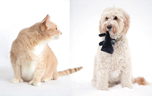 Integrating cats best sale and dogs