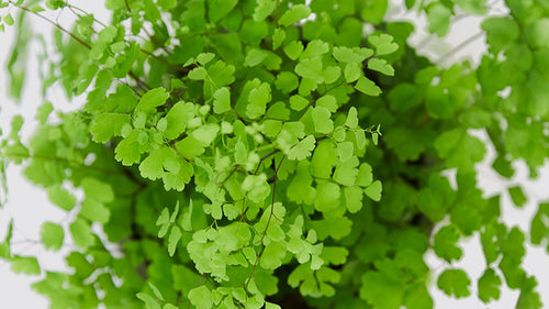 A maidenhair fern, close up