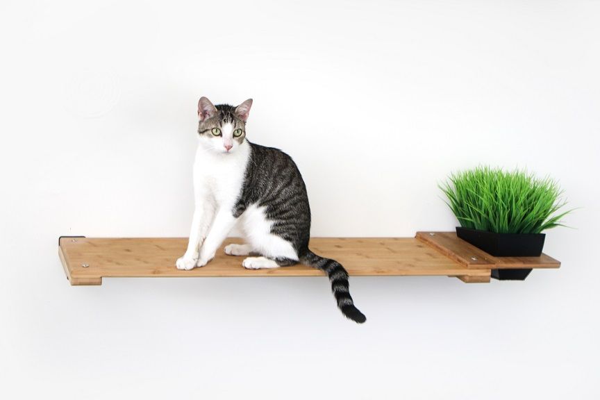 Cat shelf by hand including holder and hot plant