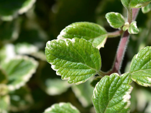 Swedish Ivy leaves