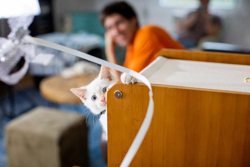 kitten playing with ribbon