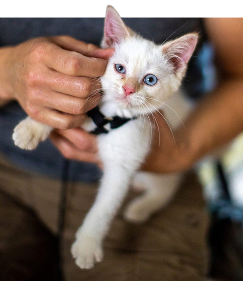 white kitten being held