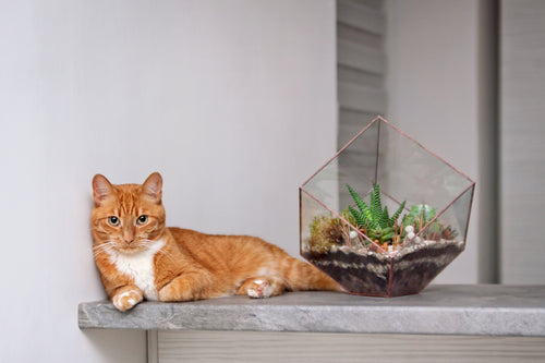 An orange cat with a terrarium featuring a Haworthia plant