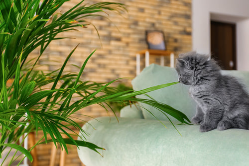 A gray kitten sniffing an Areca Palm