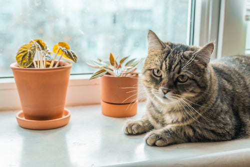 Cat with a potted Peperomia plant