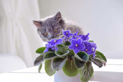 A gray kitten sniffing an African Violet plant