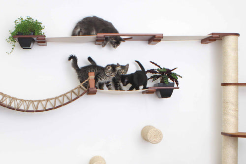 Four kittens on a wall-mounted cat condo with a Calathea plant