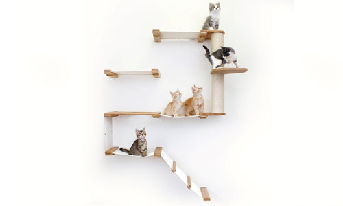 Kittens on a Natural Bamboo The Deluxe Fort with a Leaf Shelf and Natural Canvas