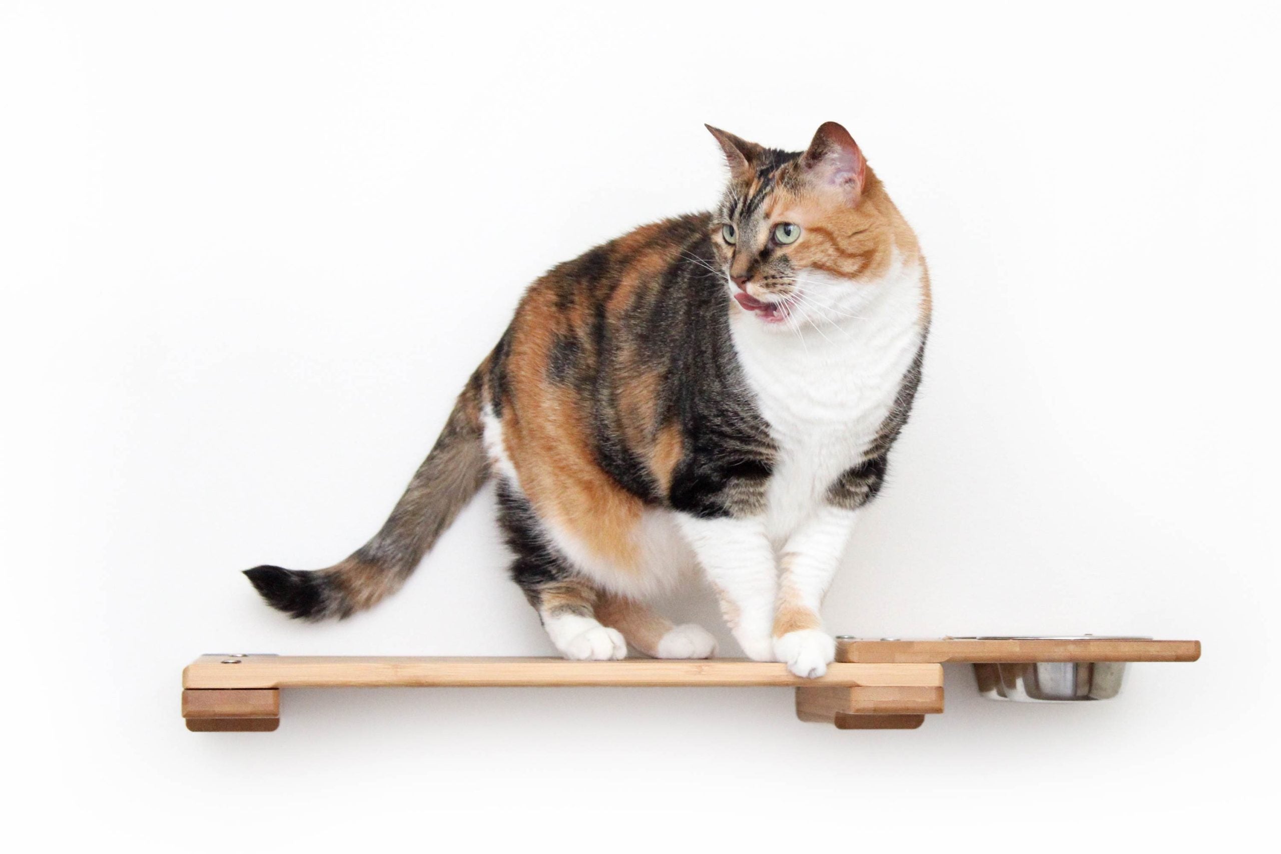 Wall Mounted Cat Feeding Feeder Shelf Catastrophic Creations