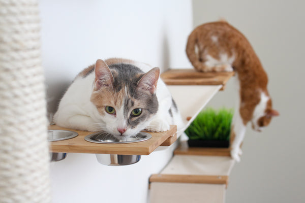 Cat pauses eating from her elevated cat feeder attached to a hammock lounger to stare at the camera