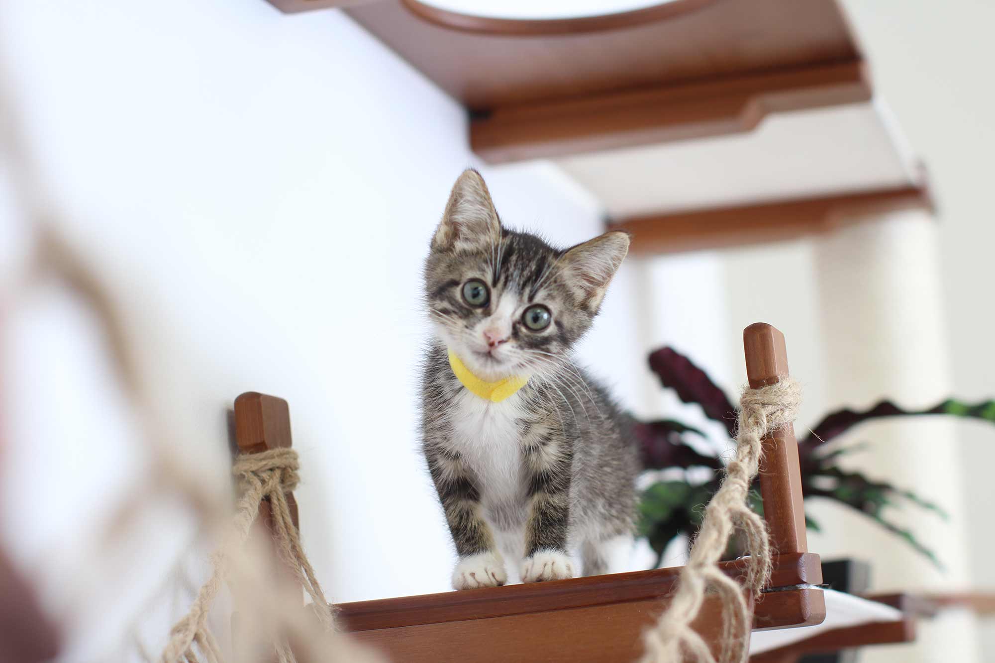 kitten standing at end of cat bridge