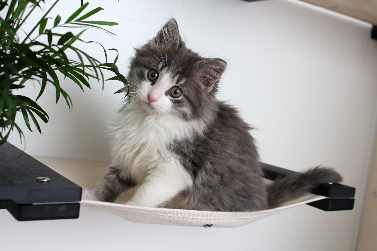 Planter Cat Hammock Cat Bed On Wall Catastrophic Creations