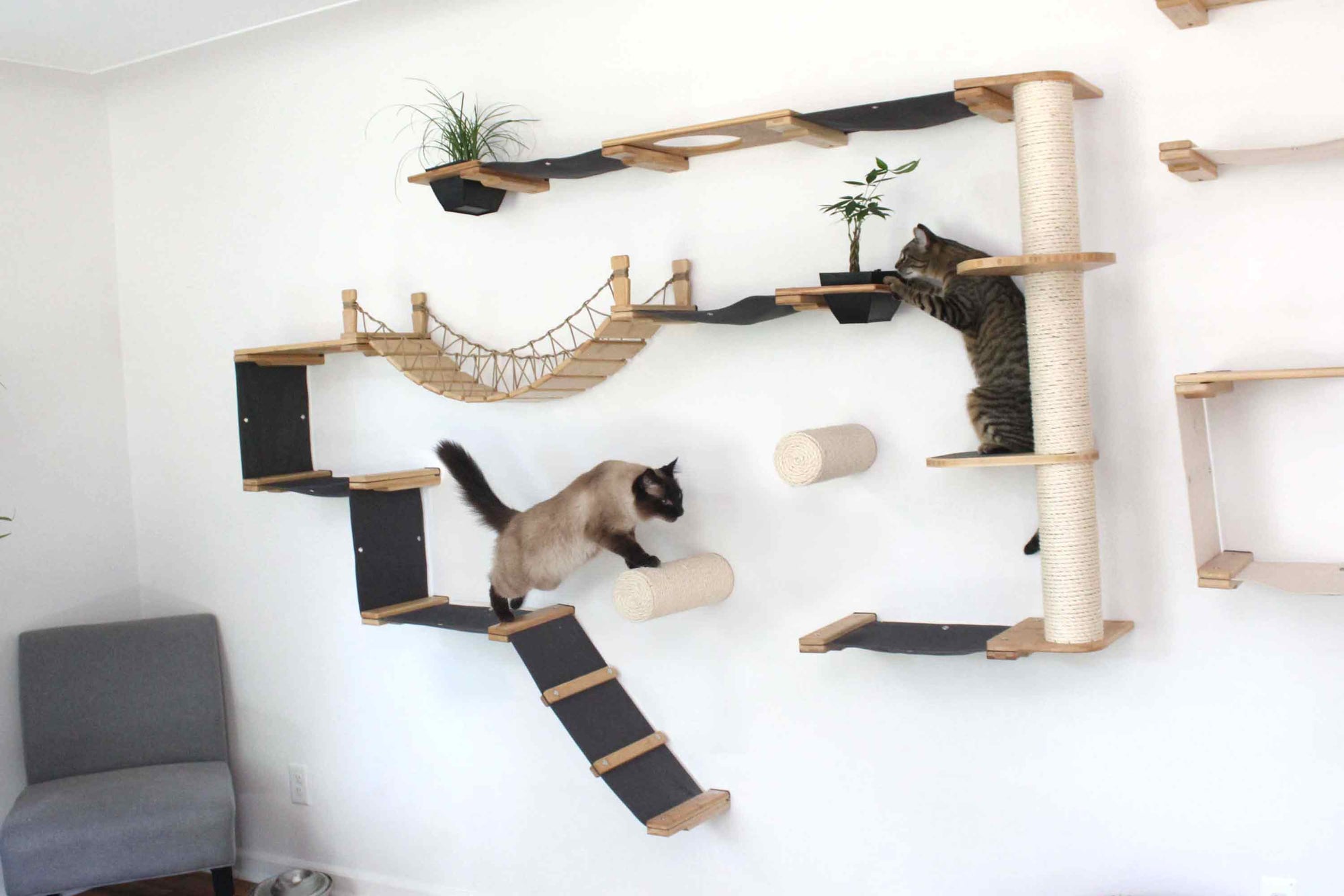 cats exploring large cat tree