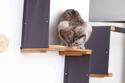 cat climbing on cat wall furniture