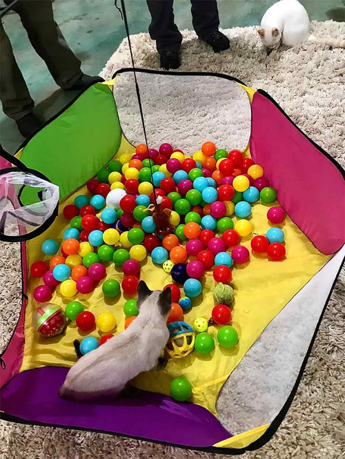 kitten playing in ball pit