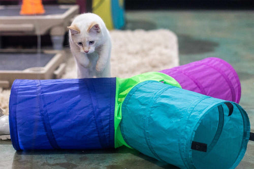 kitten jumping over play tunnel