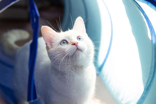 kitten inside tunnel looking up