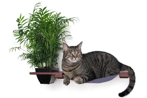 Cat on a wall hammock with a Parlor Palm plant