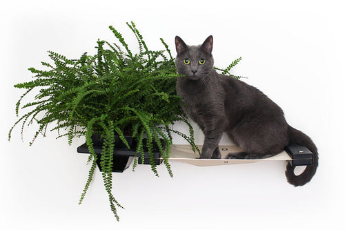 A gray cat on a hammock with a Boston Fern