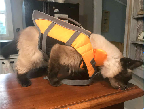 cat wearing a lifevest