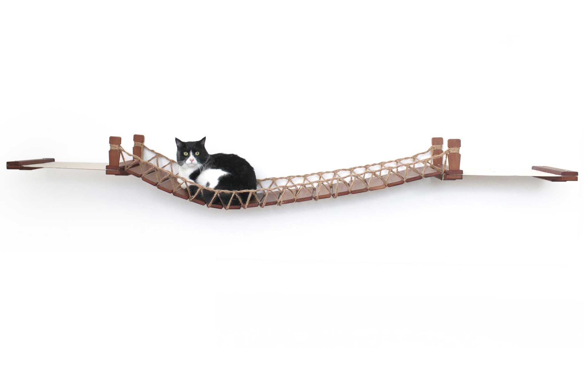 Cat on Bridge Lounge