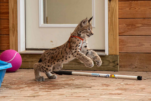 lynx cat wearing harness and jumping