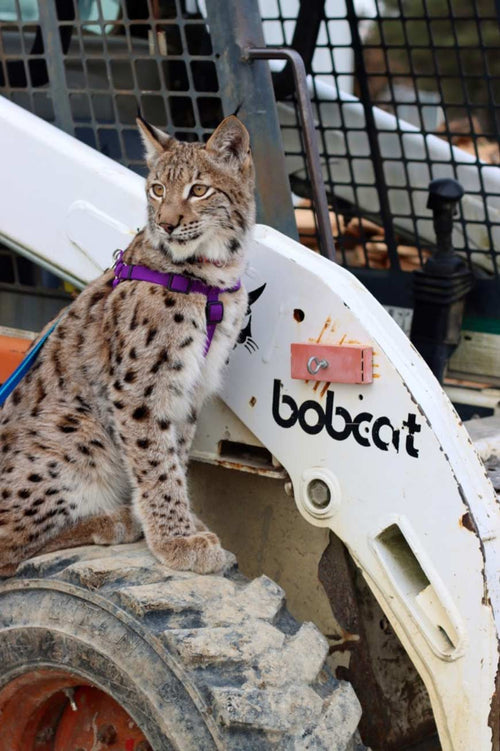 bobcat wearing harness