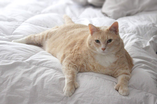 heavy cat laying on a bed