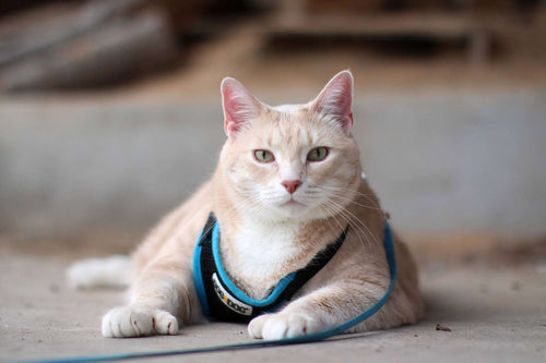 cat laying down wearing harness