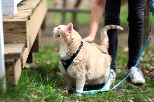 heavy cat wearing harness outside