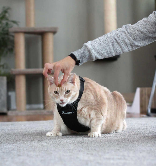 cat wearing a harness and getting treats