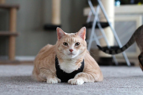 cat laying down wearing harness