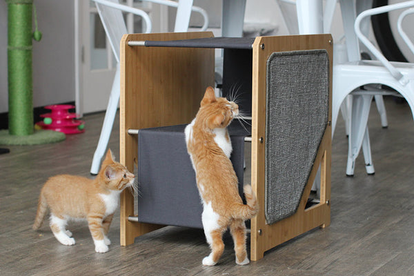 Kittens playing on The Grotto Cat Tree