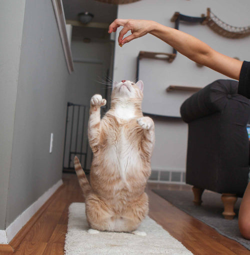 cat standing for treats