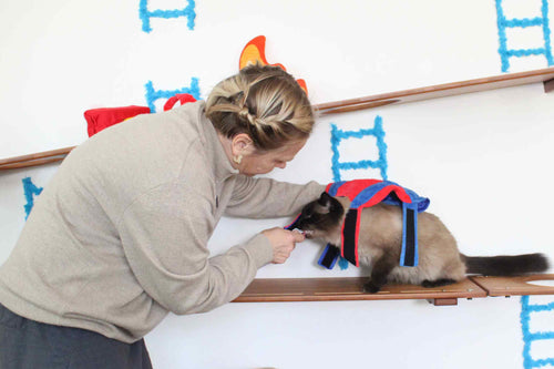 trainer placing costume on cat while feeding treats