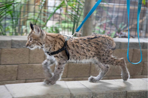 lynx cat walking in harness