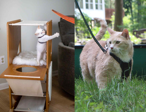 young kitten and older cat wearing harness