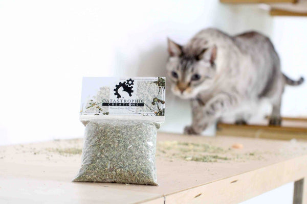 cat sneaking  up on catnip