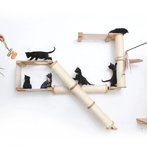 cats playing on cat wall funiture