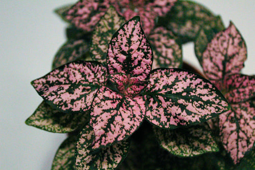 Closeup of a Polka Dot Plant