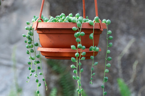 A hanging String of Pearls plant in a terra cotta pot