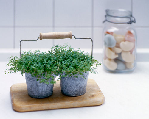 Two small Baby's Tears plants in metal pots