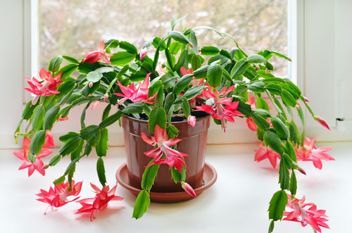 A flowering Christmas Cactus