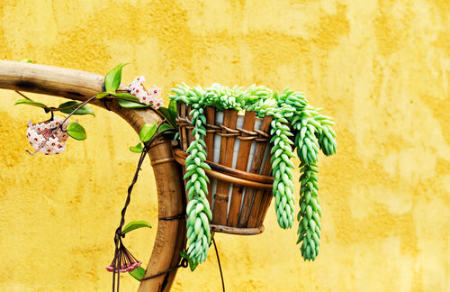 A potted and hanging Burrow's Tail plant